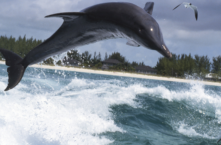 Angelee image;underwater;diving;jumping;dolphin;BAHAMAS;F236 9